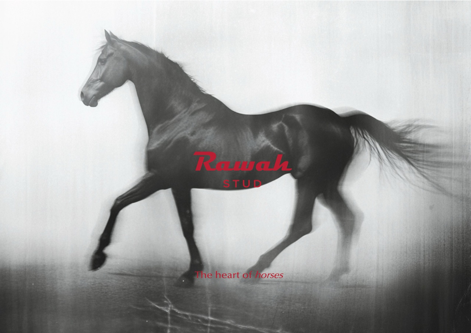 Rawah Stud equestrian brand identity